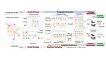 GENTI: GPU-powered Walk-based Subgraph Extraction for Scalable Representation Learning on Dynamic Graphs